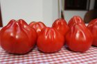 Pomidor Albenga 500n