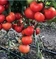 Pomidor Kaponet 500n