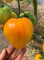 Pomidor Gourmansun HMC44171 250n