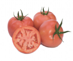 Pomidor Pink Panter 1000n