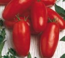 Pomidor Caspar 1000n