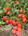 Pomidor Zapateco 2500n
