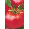Pomidor Robin 1000N