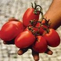 Pomidor Avila 5000n