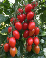 Pomidor Nicoleta 250n
