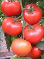 Pomidor Carnegie 500n