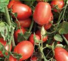 Pomidor Calista 5000n