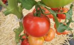 Pomidor Fenda 250n