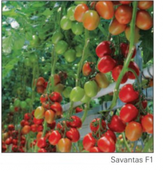 Pomidor Savantas 500n