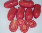 Pomidor Elko 5g