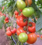 Pomidor Matias 500n