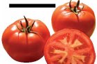 Pomidor Tsarine 500n
