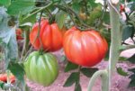 Pomidor Aurea 1000n