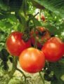 Pomidor Arnajevo 250n