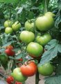 Pomidor Baribine (T410586) 500n