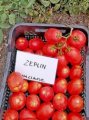 Pomidor Zeplin 5000n