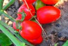 Pomidor Pietrarossa 5000n