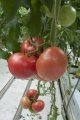 Pomidor Katy Rose 250n CLX37888