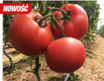 Pomidor Maluno (T414955) 500n