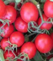 Pomidor Baglior 250n