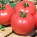 Pomidor Kwintella 250n