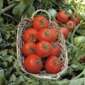 Pomidor Polbig 1000N