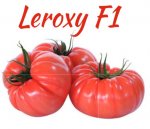 Pomidor Leroxy 1000n
