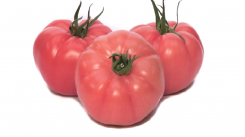 Pomidor Gusto Pink 50N