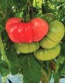 Pomidor Buffalopink HMC44169 250n