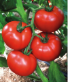 Pomidor Cemilia 100n