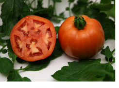 Pomidor Fuchsia 100n