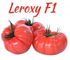 Pomidor Leroxy - Tobrossa 50n