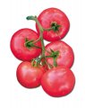Pomidor Bakony 500n