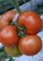 Pomidor Foronti 500n
