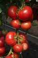 Pomidor Mahitos 100n