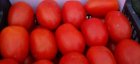 Pomidor Galilea 1000n
