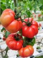 Pomidor BYSP17-80 250n