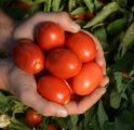 Pomidor C317 5000n