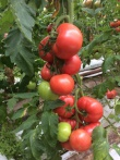 Pomidor Manusa 100n