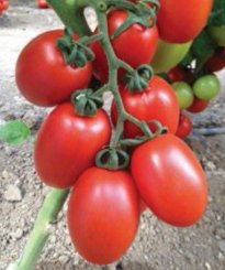 Pomidor Millonety 500n