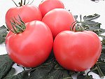 Pomidor Belladona 250n