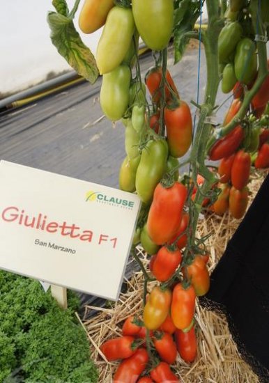 Pomidor Giulietta 250n - Kliknij na obrazek aby go zamknąć