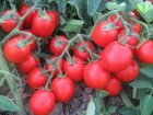Pomidor Albarossa 5000n