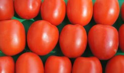 Pomidor Brixsol 2500n