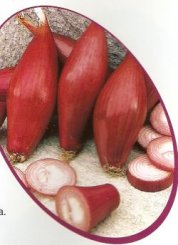 Cebula Rouge Long De Florence (Simiane) 250g