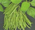 Fasola tyczna Sultana 500g