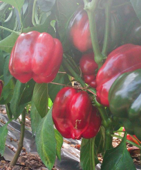 Papryka Teson 250n