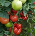 Pomidor Honeylili 250n
