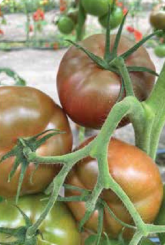 Pomidor Cubalibre 250n
