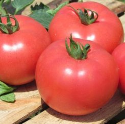 Pomidor Kwintella 1000n